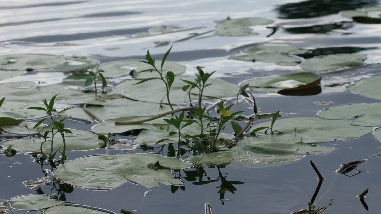 nenúfares flotando en el agua bajo el sol de la tarde
