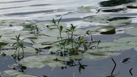 Seerosenblätter-Schwimmen-In-Der-Nachmittagssonne-Auf-Dem-Wasser