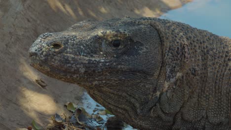 komodo dragon looks straight at the camera, flores island in indonesia