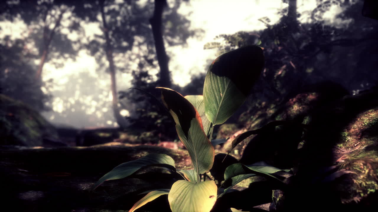 misteriosa planta de la jungla a la luz del sol