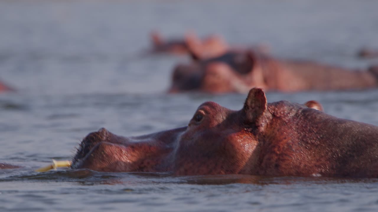 Close-up profile of multiple Hippopotamus amphibius floating in Nile river water at Murchison Falls National Park in Uganda, showing nostrils, ears, and eyes above surface, filmed in real time.