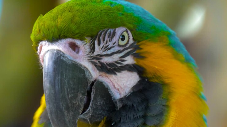 Guacamayo azul y amarillo en primer plano.