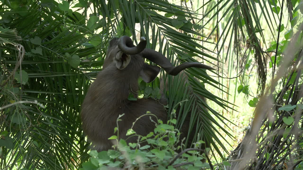 herbívoro en el bosque, antílope sitatunga extremadamente raro comiendo hojas, mostrando la parte posterior de la cabeza, orejas y cuernos