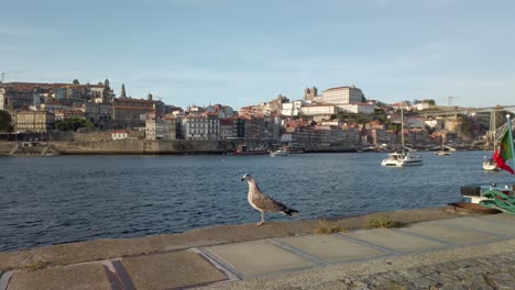 European-Herring-Gull-stands-alone-on-the-riverbank-of-the-city-of-Porto