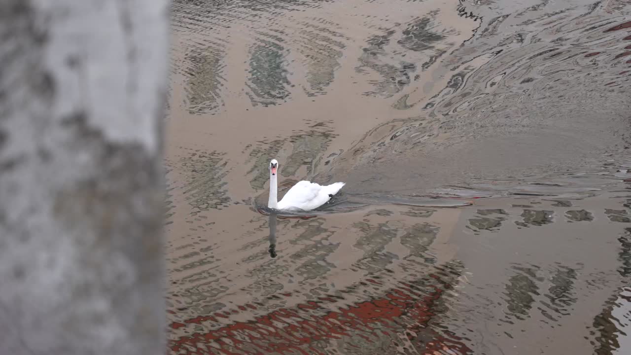 Swan on Motlawa river in Gdansk, in slow motion, with reflections of buildings on water