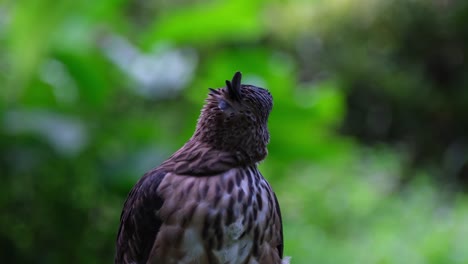 looking to the right and to the back while showing its crest, pinsker's hawk-eagle nisaetus pinskeri, philippines