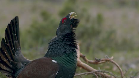 male western capercaillie roost on lek site in lekking season close up in pine forest morning light