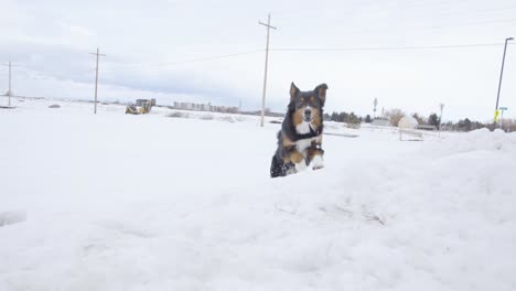 dog running up snow bank in slow motion