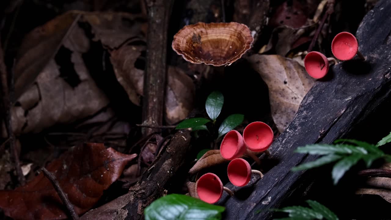 la cámara hace zoom mientras estos hongos de taza roja o setas de champán están creciendo en lo profundo del bosque, cookeina sulcipes, tailandia