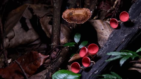 camera zooms in while these red cup fungi or champagne mushrooms are growing deep in the forest, cookeina sulcipes, thailand