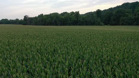 Vista-Aérea-De-Un-Campo-Verde-En-Missouri