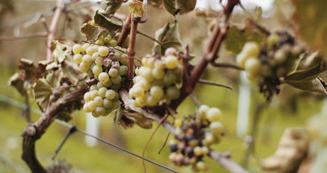 uvas maduras viñedo otoño producción de vino 2