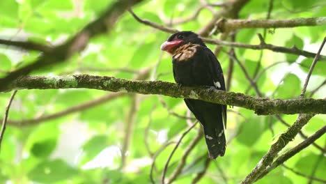 dusky broadbill, corydon sumatranus, kaeng krachan national park, thailand