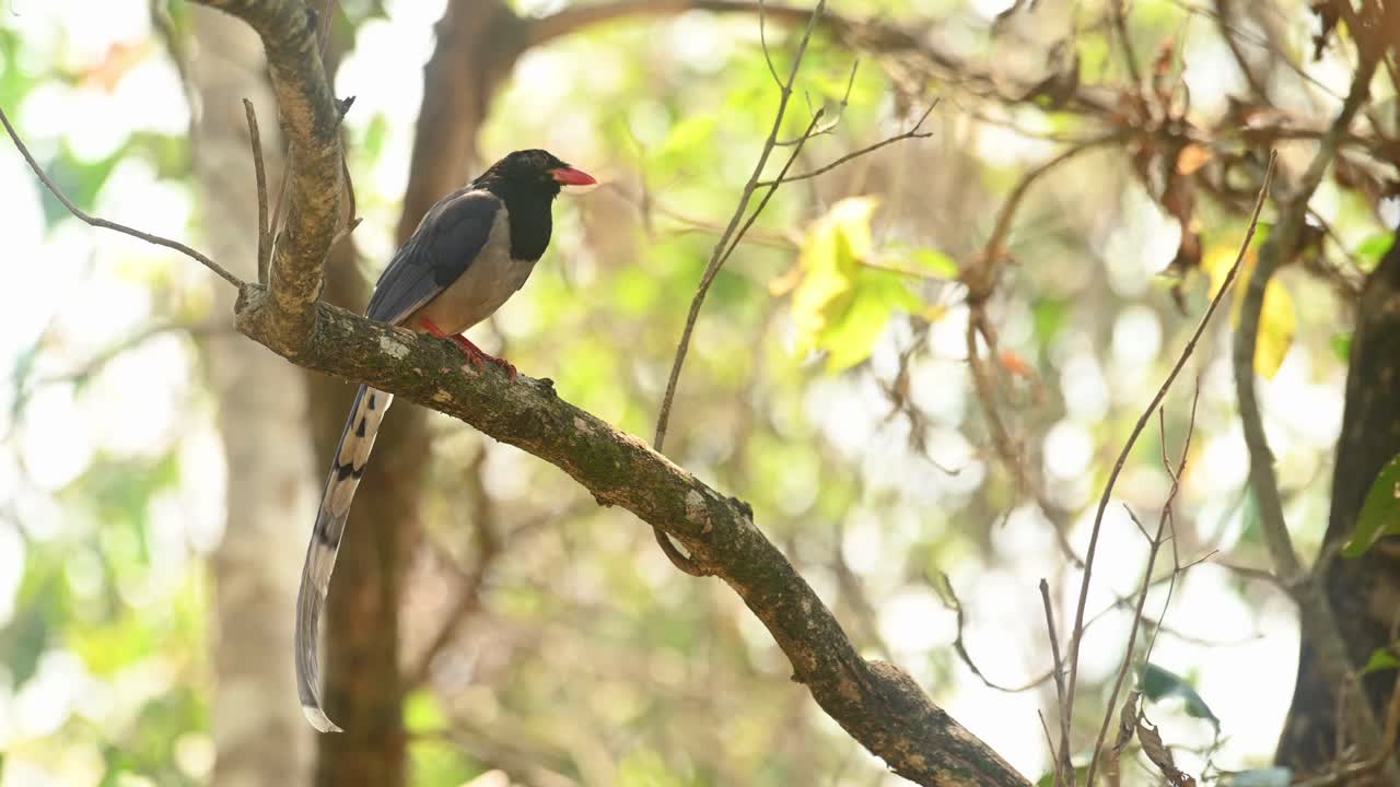 urraca azul de pico rojo, urocissa erythroryncha, material de archivo 4k, santuario de vida silvestre huai kha kaeng