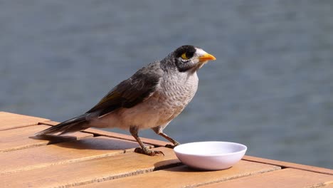 bird interacting with a bowl of water