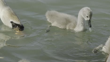 little ducks finding some foods and swimming on top of the water