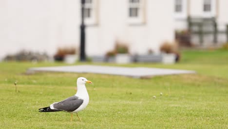 seagull walking on grass near buildings