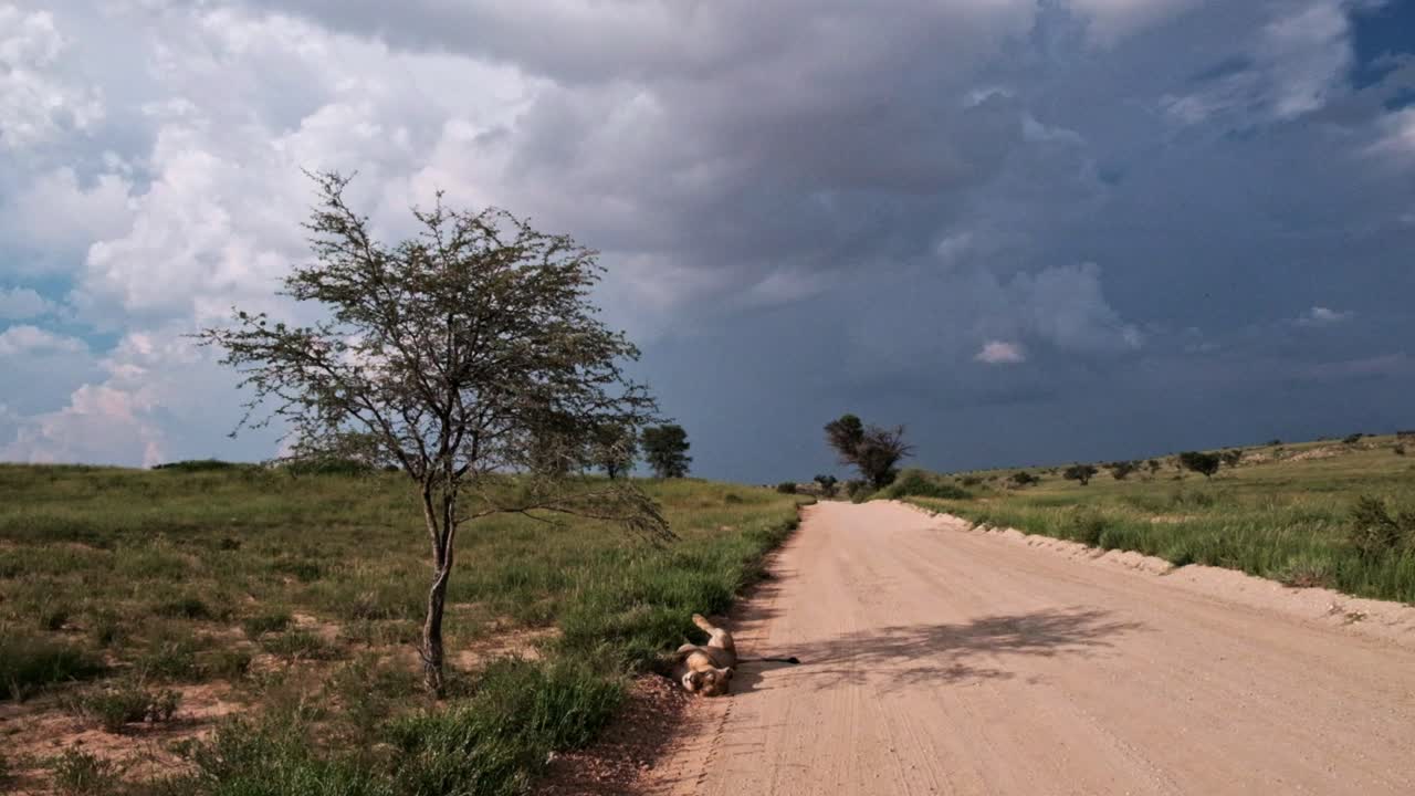 Lions on a dirt road in the Kalahari with a thunder storm in the distance