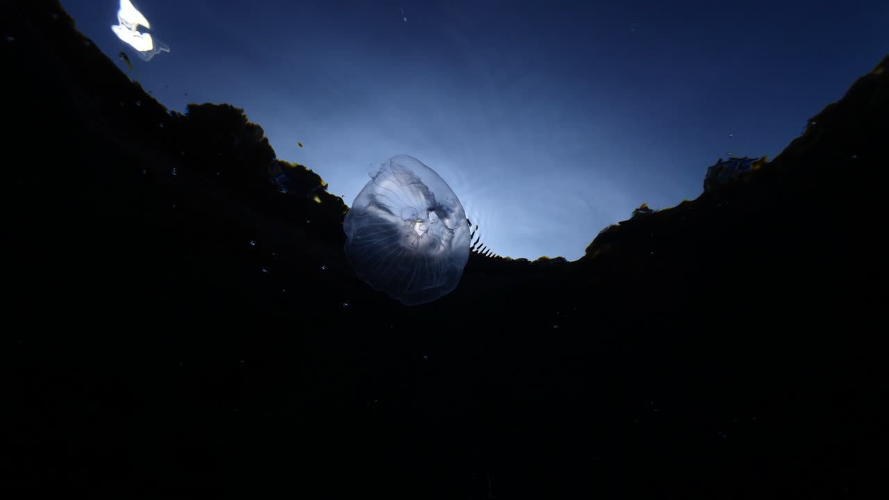 paisaje de medusas lunares bajo el agua moviéndose lentamente y cerca de los rayos del sol y los rayos solares paisaje oceánico aurelia aurita fondos