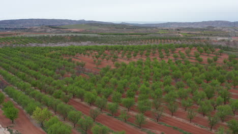 Endlose-Plantage-Obstgarten-Landwirtschaft-Baumreihen-Spanien-Frühlingssaison