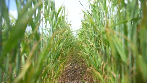 Un-Floreciente-Campo-De-Trigo-Con-Una-Cautivadora-Toma-De-Entrada