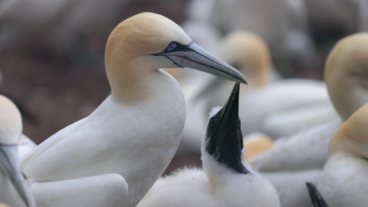 baby Northern gannet face close up in 4k 60fps slow motion taken at ile Bonaventure in Perc&eacute;, Qu&eacute;bec, Gasp&eacute;sie, Canada