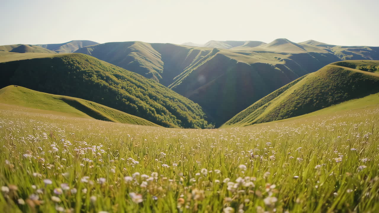 Sprouting Garlic in the Garden