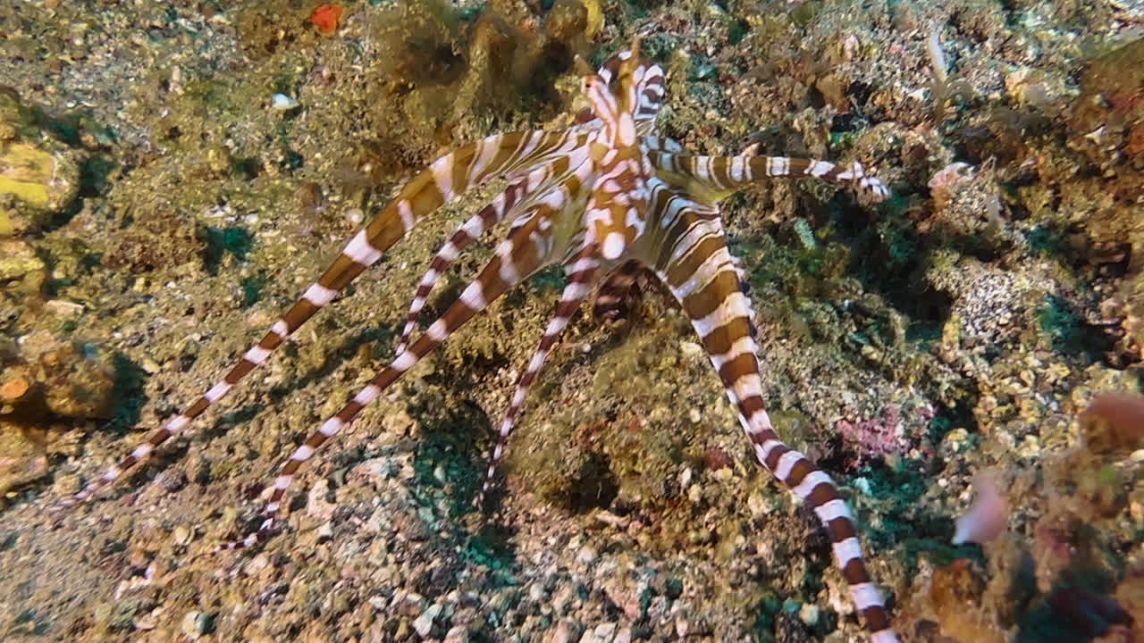 낮에 먹이를 찾는 원더푸스