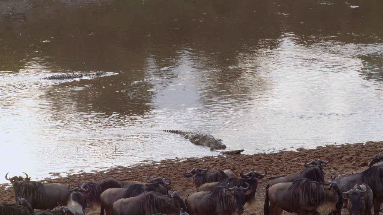 un cocodrilo espera justo a la orilla del río mara, y sabiendo que los ñus eventualmente cruzarán el río, está ansioso por comer