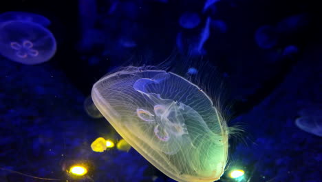 mesmerizing jellyfish underwater