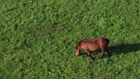 Caballo-Marrón-En-Pasto-Verde,-Vista-Aérea,-Rancho-Y-Animal-De-Tierras-De-Cultivo