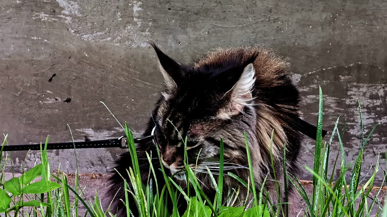 Maine Coon cat breed outdoor eating grass blades plants, pet stomach problems