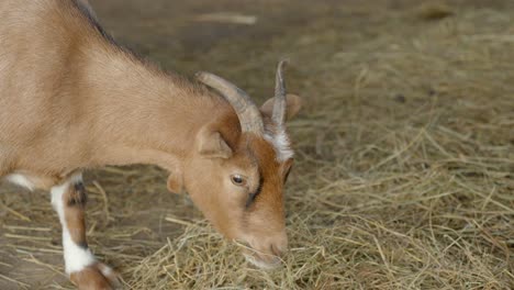 goat eating hay in barn, handheld closeup