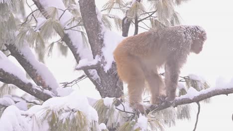 Rhesusaffen-Sitzend-Auf-Einem-Baum-Im-Schneefall