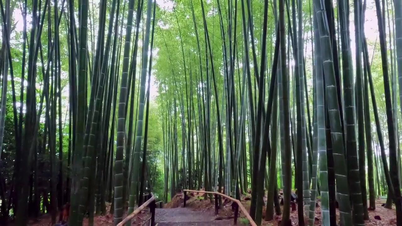 Sentiero che si snoda attraverso una fitta foresta di bambù con alti fusti verdi a Kyoto, Giappone.