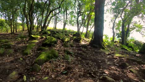 hyperlapse video of walking on the trail inside the woods with sun reflection in the background