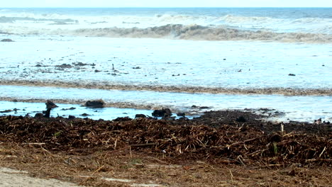 marine debris in shallows and beach littered with driftwood and plant matter