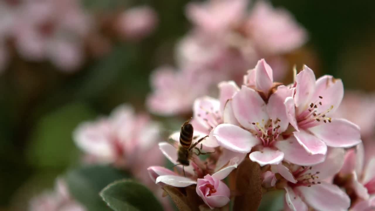 primer plano de una abeja recolectando polen