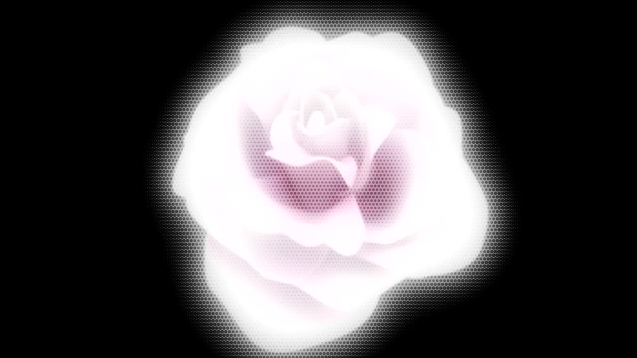 fundo animado em movimento mostrando flores em movimento pétalas de rosa crisantemo branco