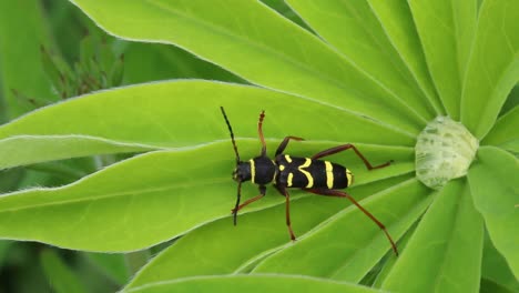 escarabajo avispa, clytus arietis, en planta de jardín