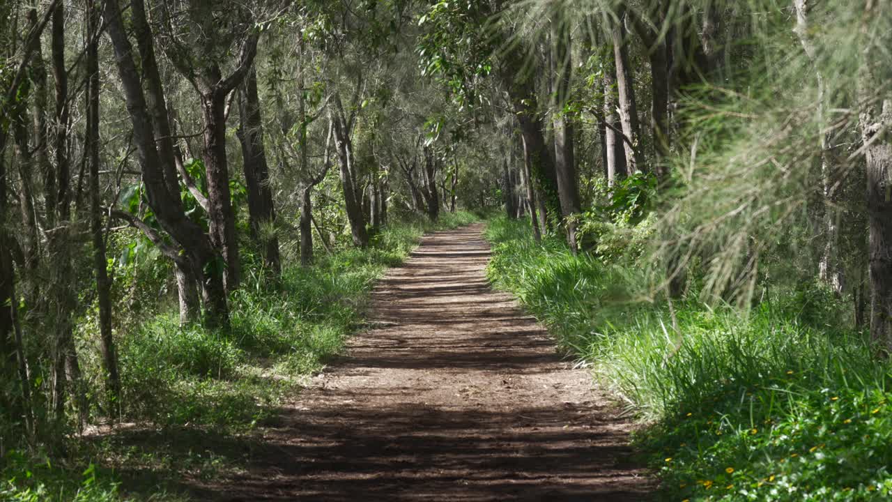 Patch, dirt road inside lush dense forest, green grass vegetation, nature walk