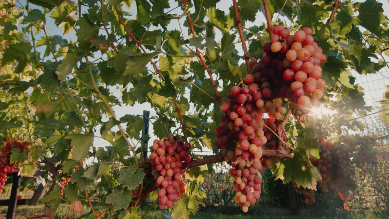 viñedo con racimos maduros de uvas en los rayos del sol poniente