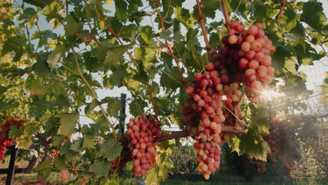 Viñedo-Con-Racimos-De-Uvas-Maduras-En-Los-Rayos-Del-Sol-Poniente