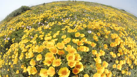 Breiter-Zeitraffer-Von-Kalifornischen-Mohnblumen,-Die-In-San-Simeon,-Kalifornien,-Im-Wind-Wehen