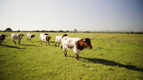 Slowmotion-tracking-shot-of-cows-running-through-a-pasture