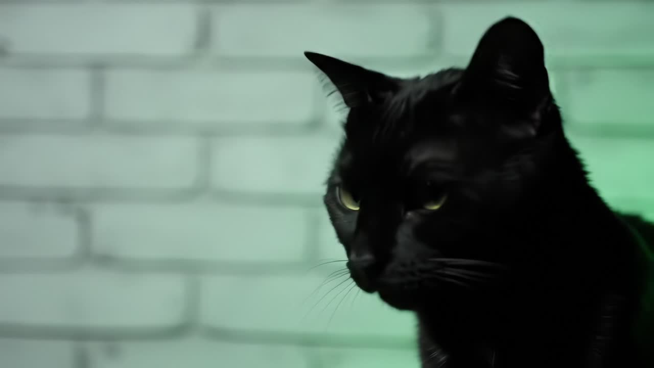A Mysterious Black Cat Stands Against a Subtle Green Backdrop, Showcasing Its Sleek Fur and Intriguing Presence in a Stylish Environment