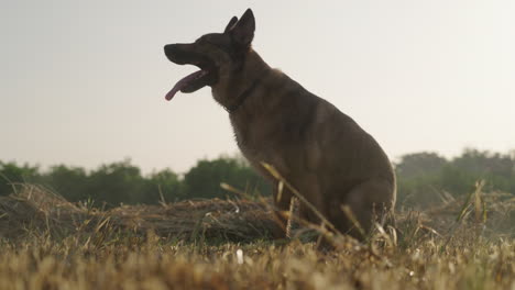 slow motion backlit lupo italiano walking and sitting at sunrise