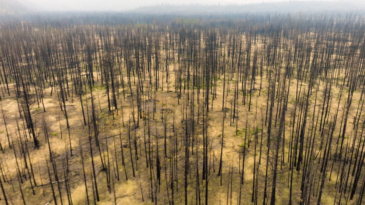 Aerial View of a Forest Devastated by Wildfire with Numerous Burnt Tree Trunks