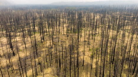 aerial view of a forest devastated by wildfire with numerous burnt tree trunks