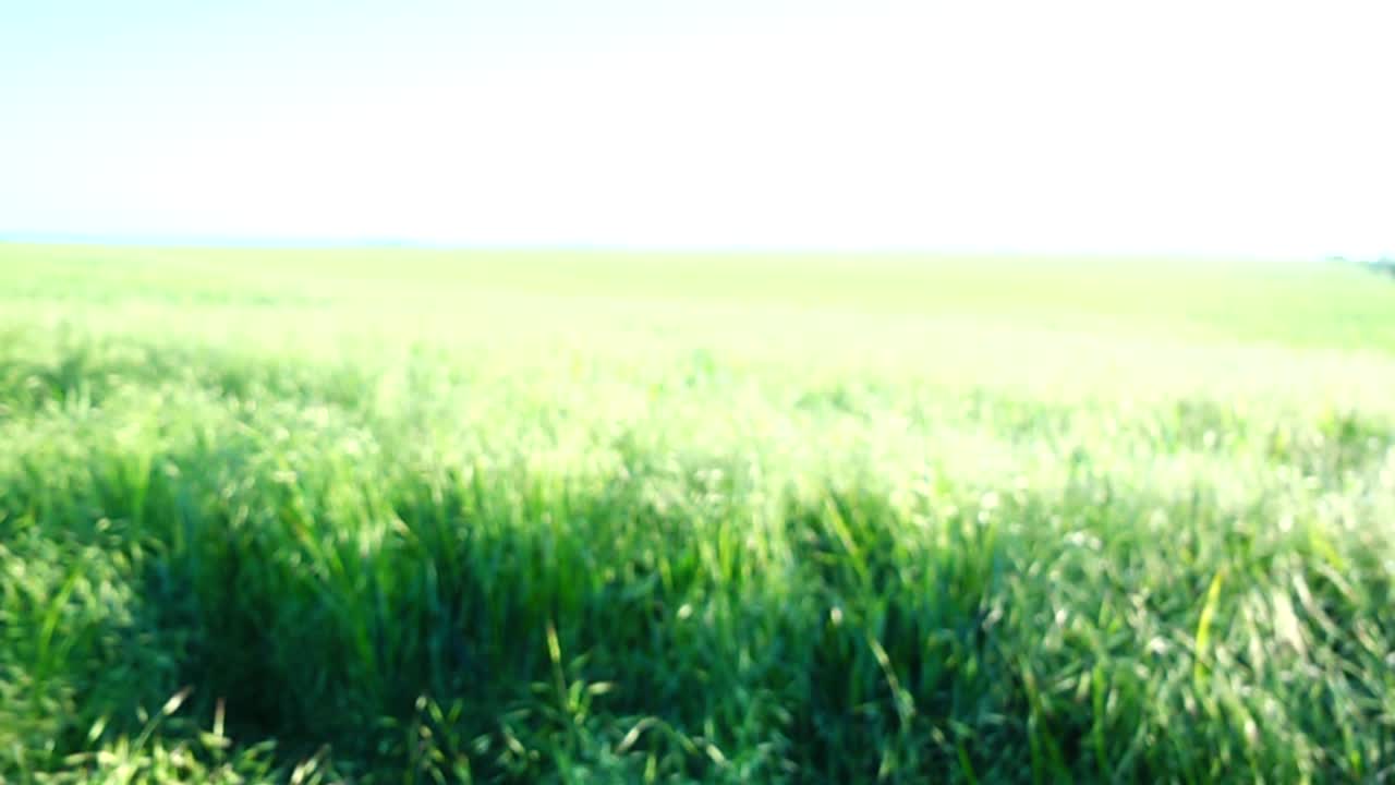 動く草の撮影
